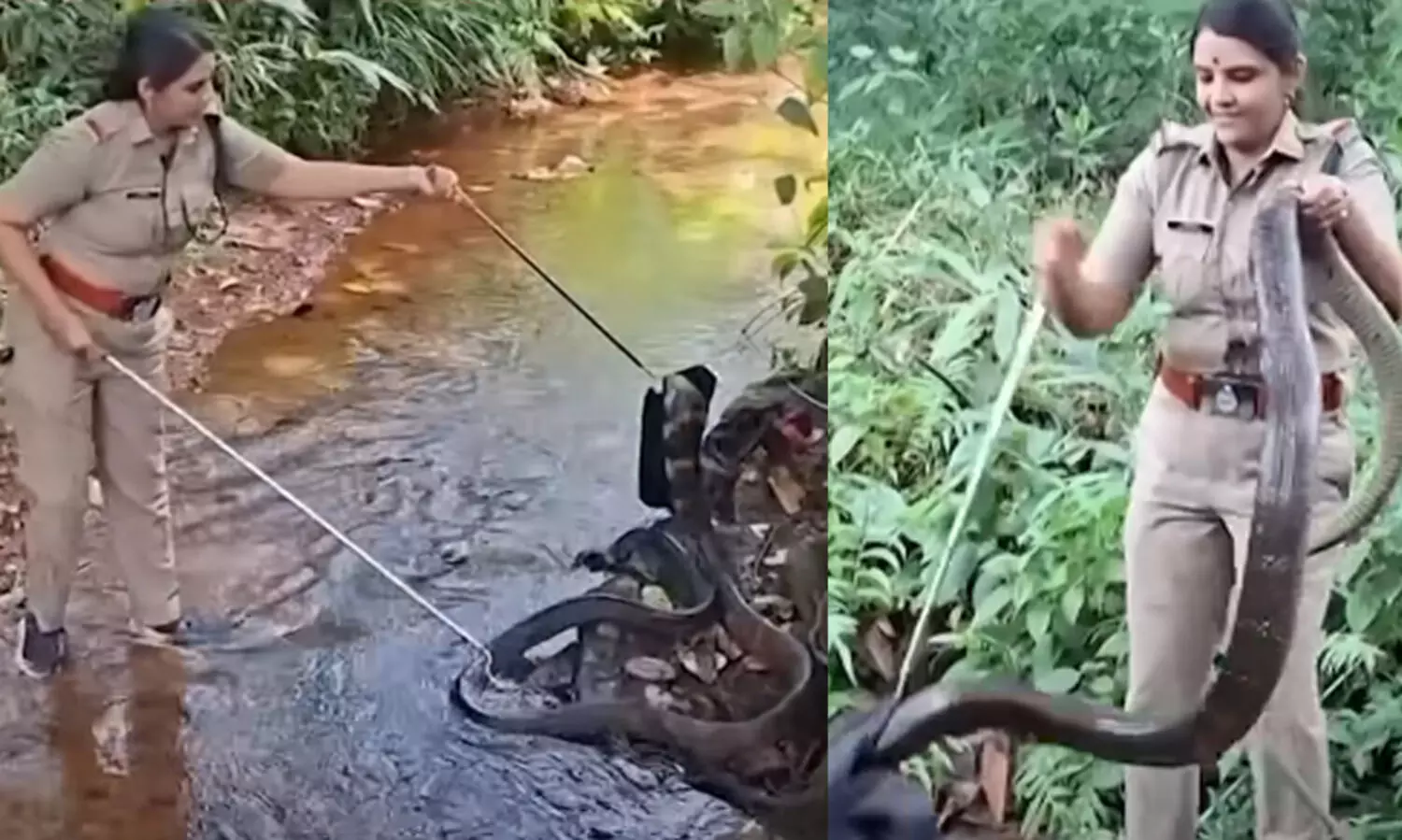 തോട്ടിൽ കൂറ്റൻ രാജവെമ്പാല; അനായാസം പിടികൂടി റോഷ്നി VIDEO