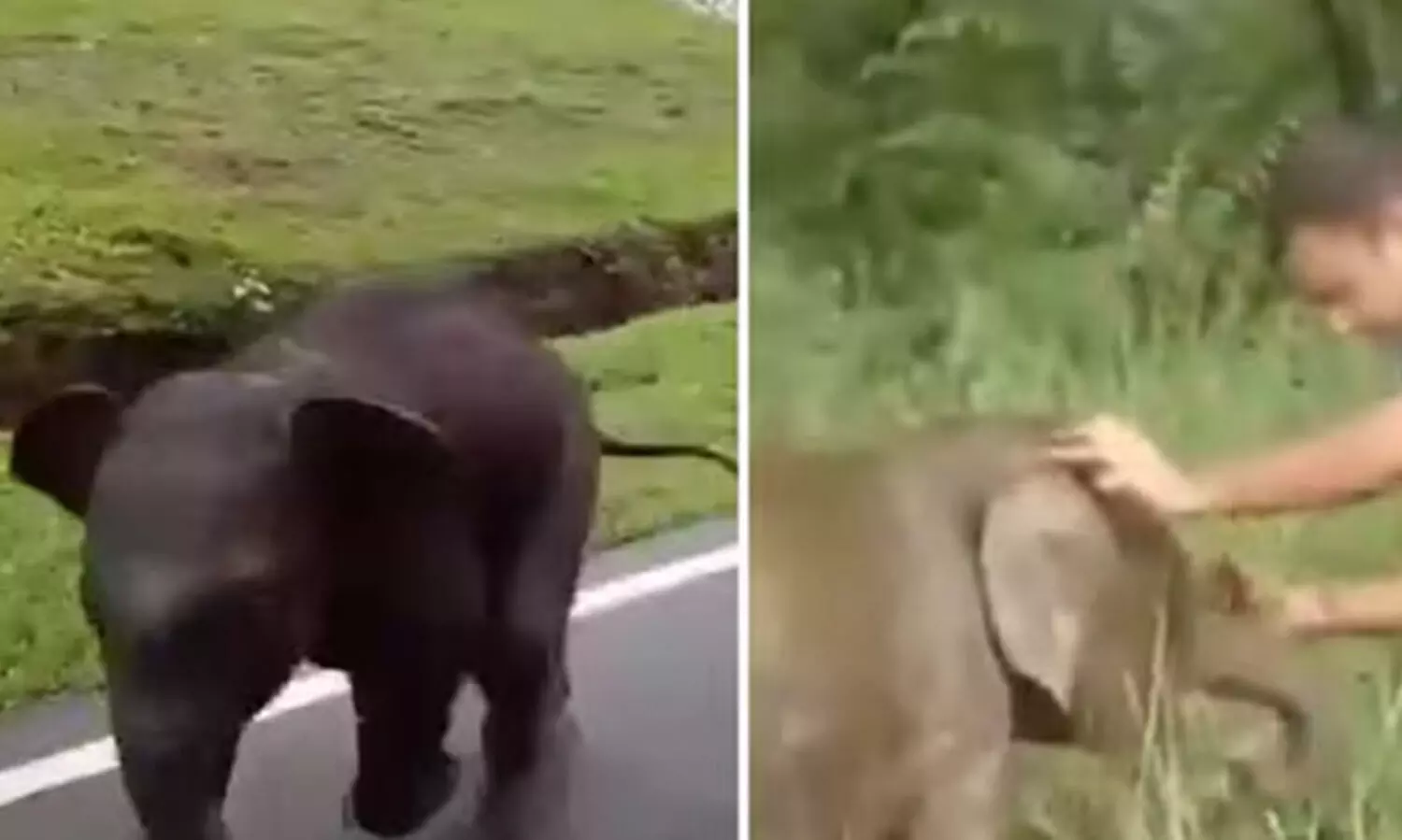 തന്നെ അമ്മയുടെ അടുക്കലെത്തിക്കാൻ  ഫോറസ്റ്റ് ജീവനക്കാരുടെ സഹായം തേടി കുട്ടിയാന; സാമൂഹ്യ മാധ്യമങ്ങളിൽ വൈറലായി കൂട്ടം തെറ്റിയ കുട്ടിയാനയുടെ വൈകാരിക നിമിഷങ്ങൾ