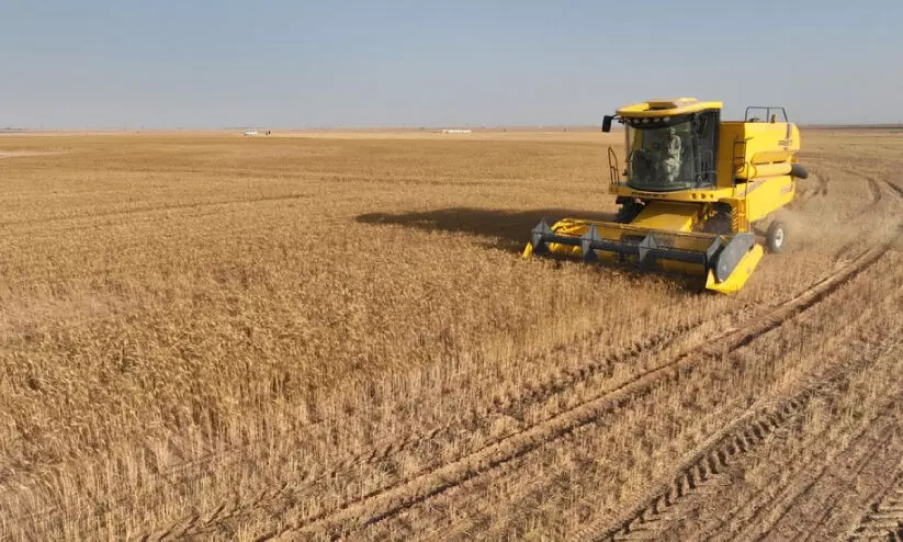 പി​ന്തു​ണ പ​ദ്ധ​തി വി​ജ​യ​ക​രം; ഗോ​ത​മ്പ് ഉ​ൽ​പാ​ദ​ന​ത്തി​ൽ വ​ർ​ധ​ന