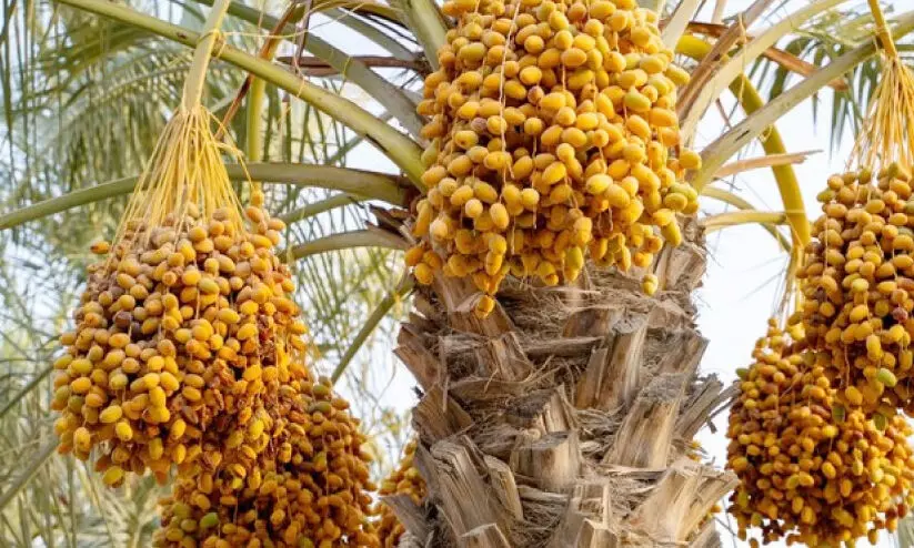 ഈ​ത്ത​പ്പ​ഴ വി​പ​ണി​ക​ൾ സ​ജീ​വ​മാ​കു​ന്നു; ആ​ദ്യ​മെ​ത്തി വി​പ​ണി കീ​ഴ​ട​ക്കി ഹ​സ്സ ഈ​ത്ത​പ്പ​ഴ​ങ്ങ​ൾ