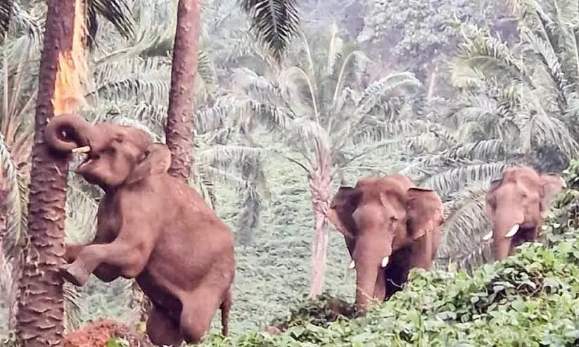ഭയംനിറഞ്ഞ് ദിനരാത്രങ്ങൾ; നാട്ടിലിറങ്ങി കാട്ടാനകൾ