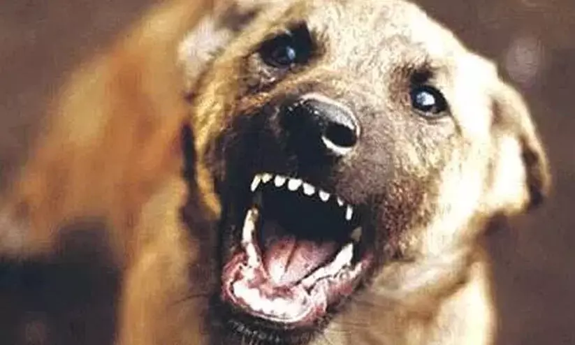 പത്തനാപുരത്ത് തെരുവുനായ്​​ ആക്രമണത്തിൽ പത്തുപേർക്ക് കടിയേറ്റു;  ക​ടി​യേ​റ്റ​യാ​ളു​മാ​യു​ള്ള മ​ൽ​പി​ടി​ത്ത​ത്തി​ൽ നാ​യ്​ ച​ത്തു