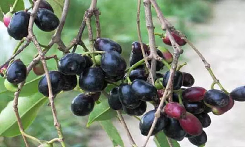 ഞാവൽപ്പഴമെന്ന് കരുതി കഴിച്ചത് വിഷക്കായ; വിദ്യാർഥി ആശുപത്രിയിൽ ഞാവൽപ്പഴമെന്ന് കരുതി കഴിച്ചത് വിഷക്കായ; വിദ്യാർഥി ആശുപത്രിയിൽ