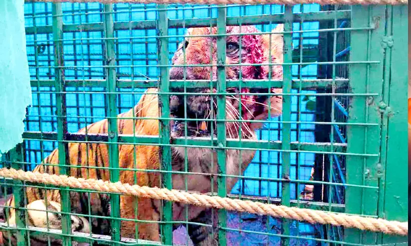 കെണിയിലായിട്ടും മുഖത്ത് നിന്ന് ചോരയൊലിപ്പിച്ച്, ക്രൗര്യം വിടാതെ...; കരുവാരകുണ്ടിനെ വിറപ്പിച്ച നരഭോജി കടുവ ഇനി തൃശൂർ മൃഗശാലയിൽ കെണിയിലായിട്ടും മുഖത്ത് നിന്ന് ചോരയൊലിപ്പിച്ച്, ക്രൗര്യം വിടാതെ...; കരുവാരകുണ്ടിനെ വിറപ്പിച്ച നരഭോജി കടുവ ഇനി തൃശൂർ മൃഗശാലയിൽ