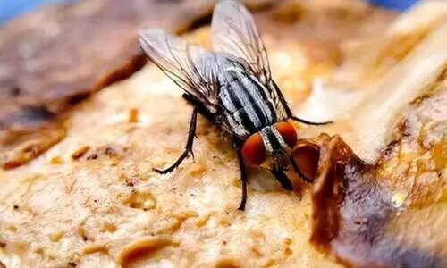 ഇ​തൊ​ന്നും ക​ഴി​ക്കാ​തെ രക്ഷപ്പെട്ടത് ഭാ​ഗ്യം!