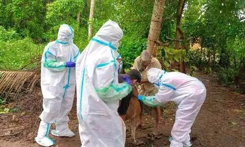 നിപ പ്രതിരോധ പ്രവർത്തനം ഊർജിതം;110 പേർ നിരീക്ഷണത്തിൽ നിപ പ്രതിരോധ പ്രവർത്തനം ഊർജിതം;110 പേർ നിരീക്ഷണത്തിൽ