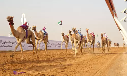 al ain camel race