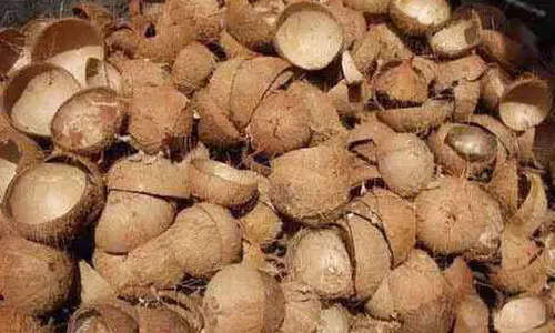 പൊൻചിരട്ട; വിപണിയിൽ വിലയേറെ