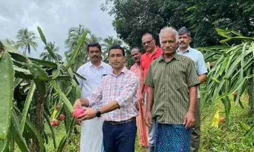 ഡ്രാഗൺ ഫ്രൂട്ട് കൃഷിയിൽ സലീമിന് നൂറുമേനി