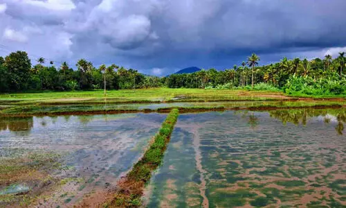കൊടുങ്ങയിൽ കര്‍ഷകര്‍ക്ക് കണ്ണീർ ബാക്കി; വി​രി​പ്പു​കൃ​ഷി മ​ഴ​യി​ല്‍ ന​ശി​ച്ചു