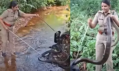 തോട്ടിൽ കൂറ്റൻ രാജവെമ്പാല; അനായാസം പിടികൂടി റോഷ്നി VIDEO