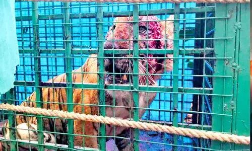 കെണിയിലായിട്ടും മുഖത്ത് നിന്ന് ചോരയൊലിപ്പിച്ച്, ക്രൗര്യം വിടാതെ...; കരുവാരകുണ്ടിനെ വിറപ്പിച്ച നരഭോജി കടുവ ഇനി തൃശൂർ മൃഗശാലയിൽ