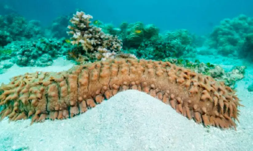 ക​ട​ല്‍ വെ​ള്ള​രി മ​ത്സ്യ​ബ​ന്ധ​നം അ​ഞ്ചുവ​ര്‍ഷ​ത്തേ​ക്ക് കൂ​ടി നീ​ട്ടി