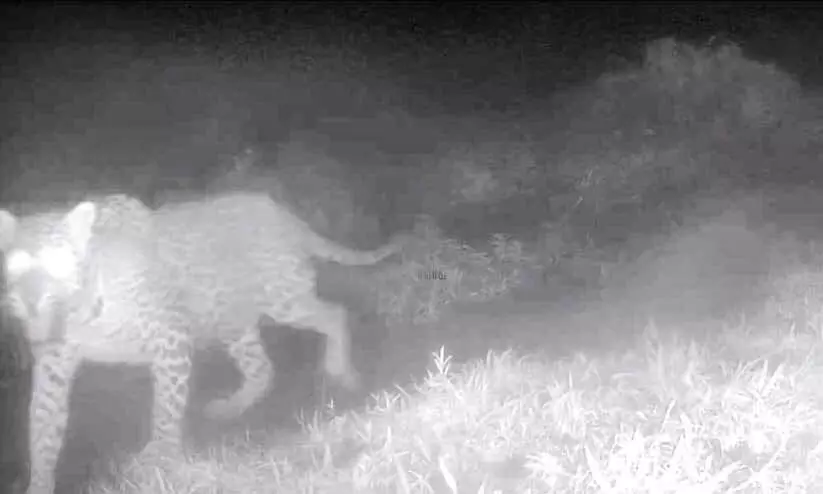 ഭീതി വിട്ടൊഴിയാതെ മണ്ണാർമല; ഒരാഴ്ചക്കിടെ മൂന്ന് തവണ പുലിയുടെ ദൃശ്യം കാമറയിൽ