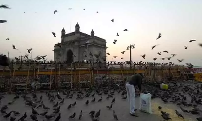 പ്രാവുകൾക്ക് ഭക്ഷണം നൽകുന്ന 51 കബൂതർ ഖാനകൾ നിർത്തലാക്കാൻ തീരുമാനവുമായി മുബൈ: തീരുമാനത്തിന് പിന്നിൽ