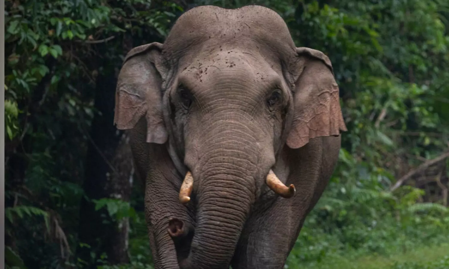 വന്യജീവി ആക്രമണം രൂക്ഷം; ജില്ലയിൽ നാ​ലു വ​ർ​ഷ​ത്തി​നി​ടെ 549 കാ​ട്ടു​പ​ന്നി ആ​ക്ര​മ​ണം, 529 കാ​ട്ടാ​ന ആ​ക്ര​മ​ണം