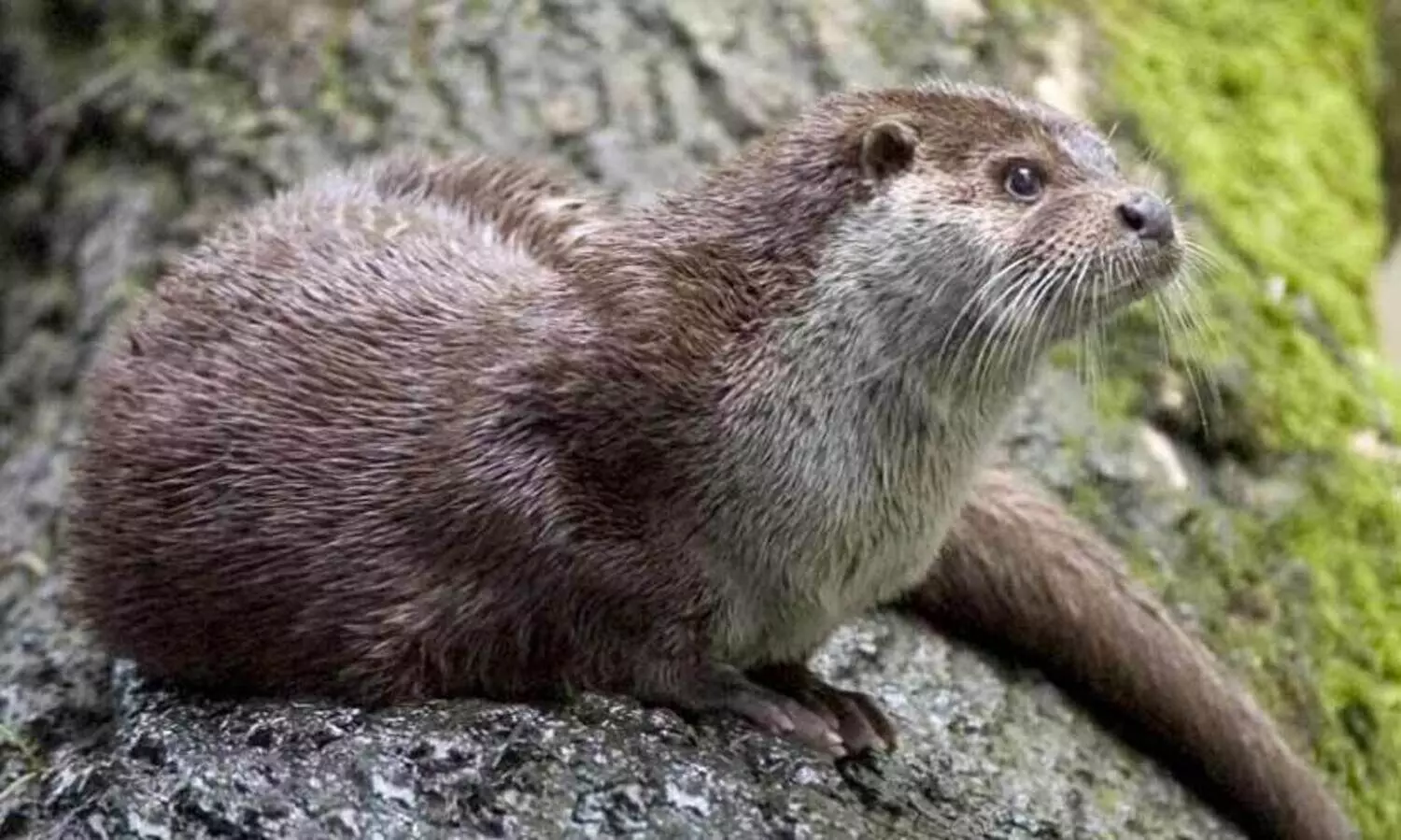 മീനച്ചിലാറ്റിലെ നീർനായ്ക്കളെ എണ്ണുന്നു