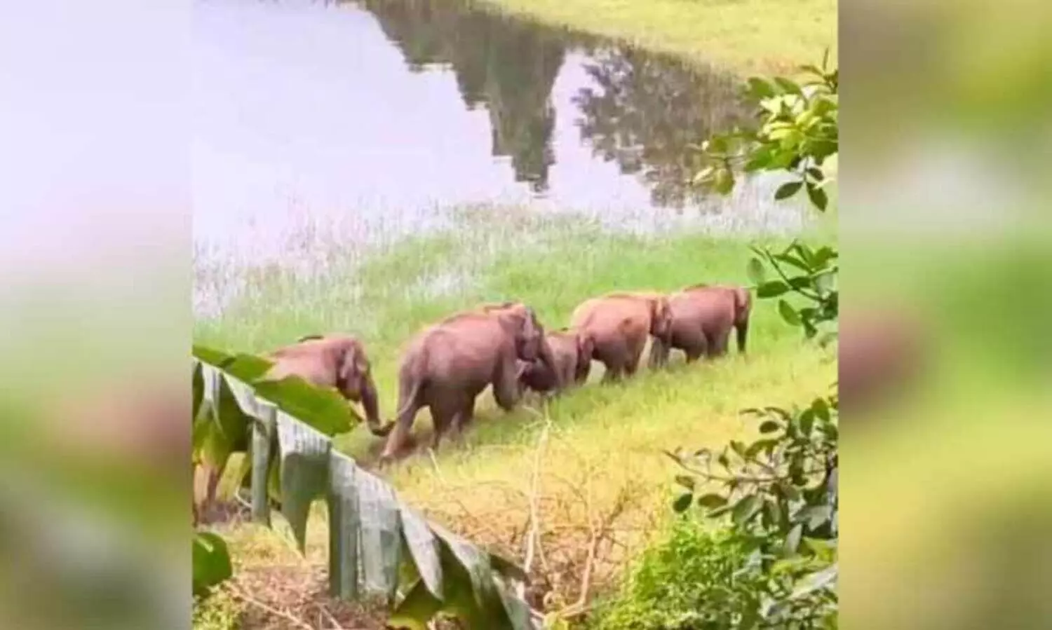 പാ​ല​ക്ക​യം പാ​യ​പ്പു​ല്ലി​ൽ കാ​ട്ടാ​ന​ക്കൂ​ട്ടം; ജ​നം ഭീ​തി​യി​ൽ