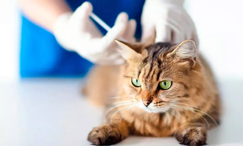 ബ​ഹ്‌​റൈ​നി​ൽ വെ​റ്റ​റി​ന​റി മ​രു​ന്നു​ക​ൾ​ക്ക് നി​യ​ന്ത്ര​ണം