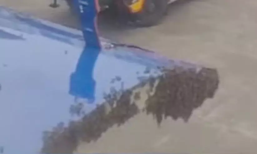 ലഗേജ് ഡോർ പൊതിഞ്ഞ് തേനീച്ചകൾ; യാത്രക്കാർ കയറിയിട്ടും പുറപ്പെടാതെ ഇൻഡിഗോ