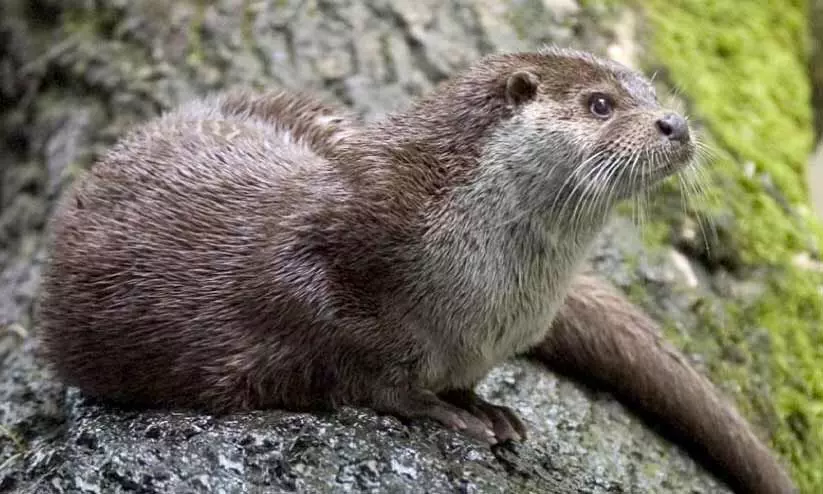 മീനച്ചിലാറ്റിലെ നീർനായ്ക്കളെ എണ്ണുന്നു മീനച്ചിലാറ്റിലെ നീർനായ്ക്കളെ എണ്ണുന്നു