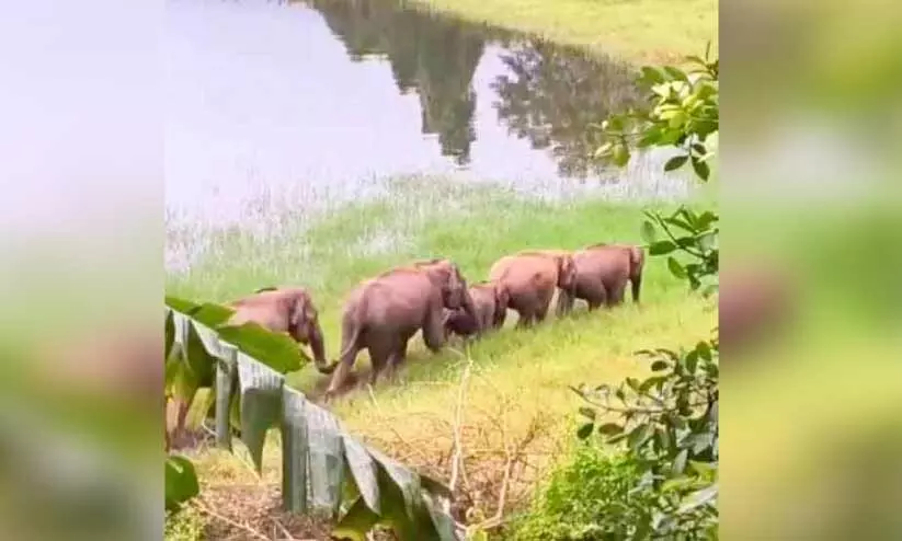 പാലക്കയം പായപ്പുല്ലിൽ കാട്ടാനക്കൂട്ടം; ജനം ഭീതിയിൽ പാലക്കയം പായപ്പുല്ലിൽ കാട്ടാനക്കൂട്ടം; ജനം ഭീതിയിൽ