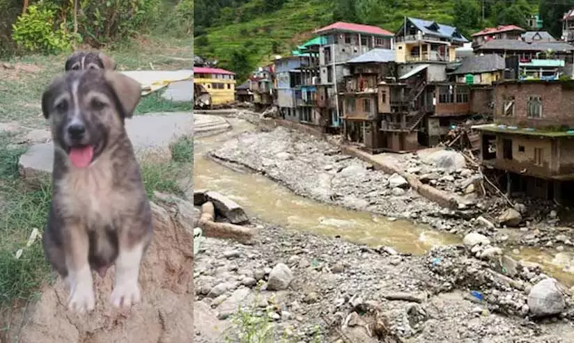 himachal pradesh landslide himachal pradesh landslide