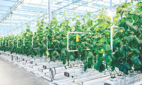 ഭ​ക്ഷ്യ​സു​ര​ക്ഷ ഉ​റ​പ്പാ​ക്കാ​ൻ ഖ​ത്ത​ർ; സ്മാ​ർ​ട്ടാ​ണ്, ഖ​ത്ത​റി​ന്റെ കാ​ർ​ഷി​ക മേ​ഖ​ല