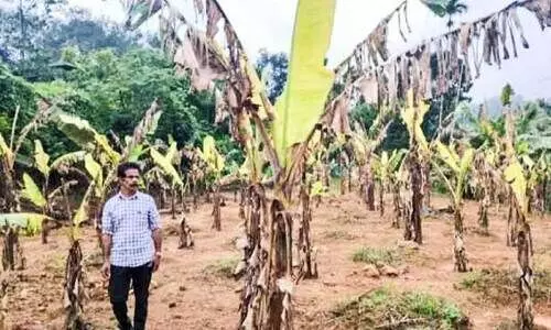 മ​രു​ന്നു​മാ​റി; ഏ​ത്ത​വാ​ഴ​ത്തോ​ട്ടം ന​ശി​ച്ചു