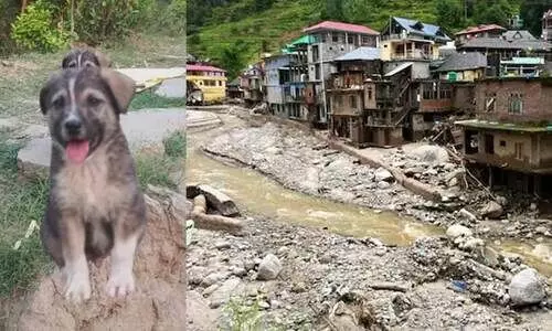 himachal pradesh landslide