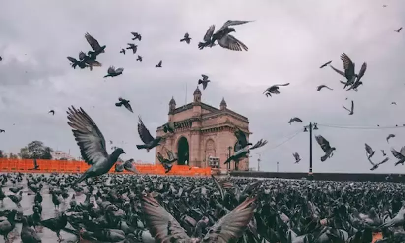 ശ്വാസകോശ പ്രശ്നങ്ങൾ ഉണ്ടാക്കുന്നു, മുംബൈയിലെ പ്രാവുകൾക്ക് തീറ്റ നൽകുന്നയിടങ്ങൾ അടച്ചുപൂട്ടാൻ ഉത്തരവ്