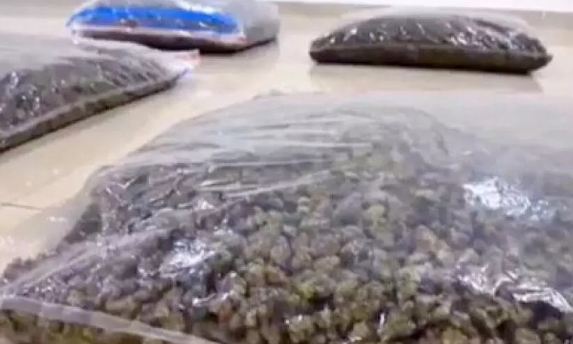 എ​യ​ർ കാ​ർ​ഗോ വ​ഴി ല​ഹ​രി​ക്ക​ട​ത്ത്; 47 കി​ലോ ക​ഞ്ചാ​വ് പി​ടി​ച്ചെ​ടു​ത്തു