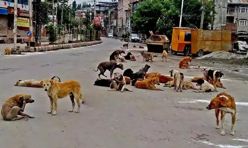 നീലേശ്വരം തീരദേശ മേഖലയിൽ 10 പേർക്ക് നായ്ക്കളുടെ കടിയേറ്റു നീലേശ്വരം തീരദേശ മേഖലയിൽ 10 പേർക്ക് നായ്ക്കളുടെ കടിയേറ്റു