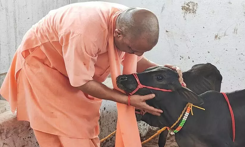 ഗോമൂത്രം ഉപയോഗിച്ച് മരുന്നുകൾ നിർമിക്കാനൊരുങ്ങി യു.പി സർക്കാർ, ദരിദ്രർക്ക് സഹായകമാകുമെന്ന് ഗൗസേവ കമീഷൻ