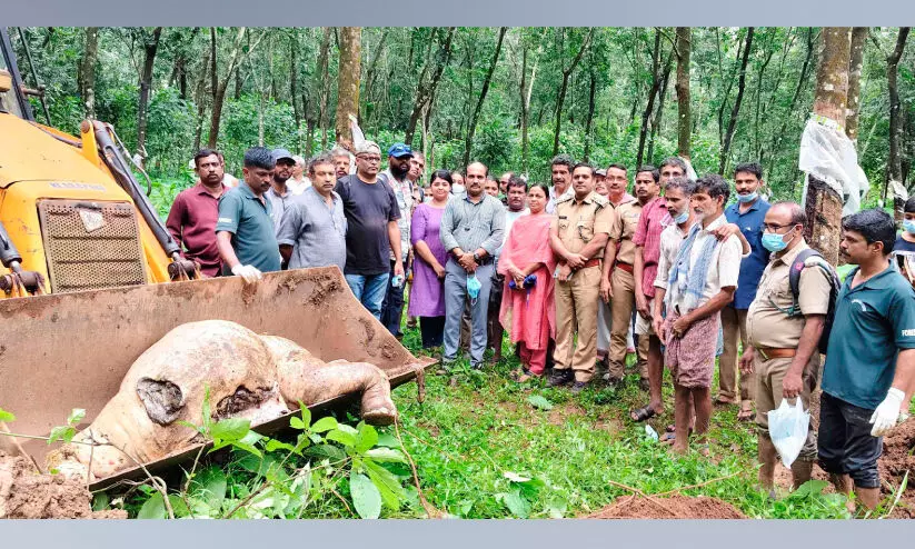 കാ​ട്ടാ​ന​ക്കു​ട്ടി ചെ​രി​ഞ്ഞ​ത് പാ​റ​ക​ളു​ടെ മു​ക​ളി​ലേ​ക്ക് നെ​ഞ്ചി​ടി​ച്ച് വീ​ണെ​ന്ന് സൂ​ച​ന