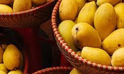 സൂ​ഖ് വാ​ഖി​ഫിൽ പാ​കി​സ്താ​നി മാ​മ്പ​ഴ മേ​ള​ക്ക് ഒ​രു​ങ്ങു​ന്നു