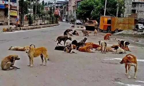 നീ​ലേ​ശ്വ​രം തീരദേശ മേഖലയിൽ 10 പേർക്ക് നായ്ക്കളുടെ കടിയേറ്റു