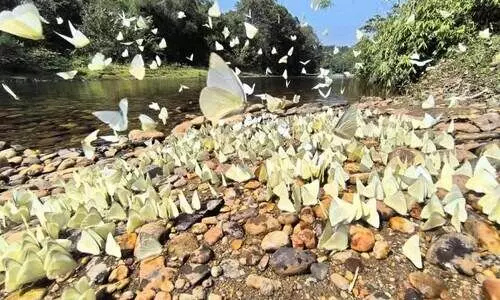 തലയുയർത്തി ആറളം വന്യജീവി സങ്കേതം