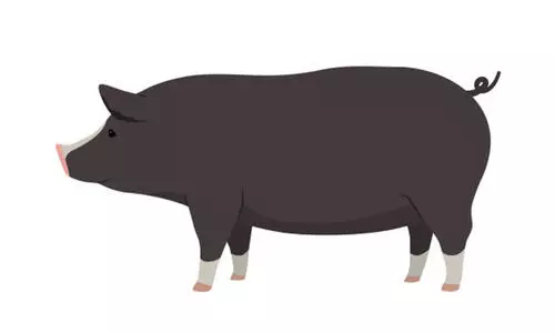 പട്ടാമ്പിയിൽ പന്നികളെ കൊല്ലാൻ വനം വകുപ്പ് പട്ടാമ്പിയിൽ പന്നികളെ കൊല്ലാൻ വനം വകുപ്പ്