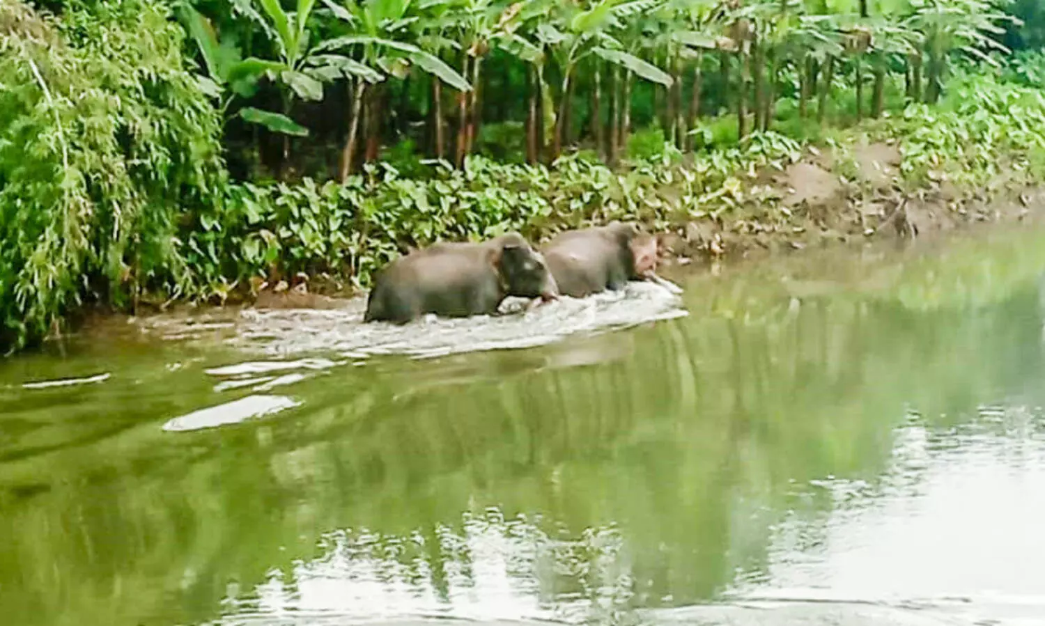 നാട്ടിൽ വിലസി ആനകൾ, വിറച്ച്​ ജനം