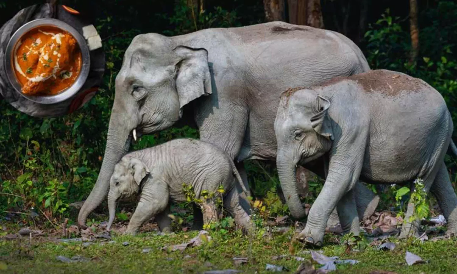 കാട്ടുമൃഗങ്ങളുടെ വയറ്റിലെത്തുന്നത്  പൊറോട്ടയും ചിക്കനും;   വനത്തിൽ തള്ളുന്ന ഭക്ഷണാവശിഷ്ടങ്ങളോടുള്ള ആസക്തിയിൽ കേരളത്തിലെ ആനകളും കുരങ്ങുകളും
