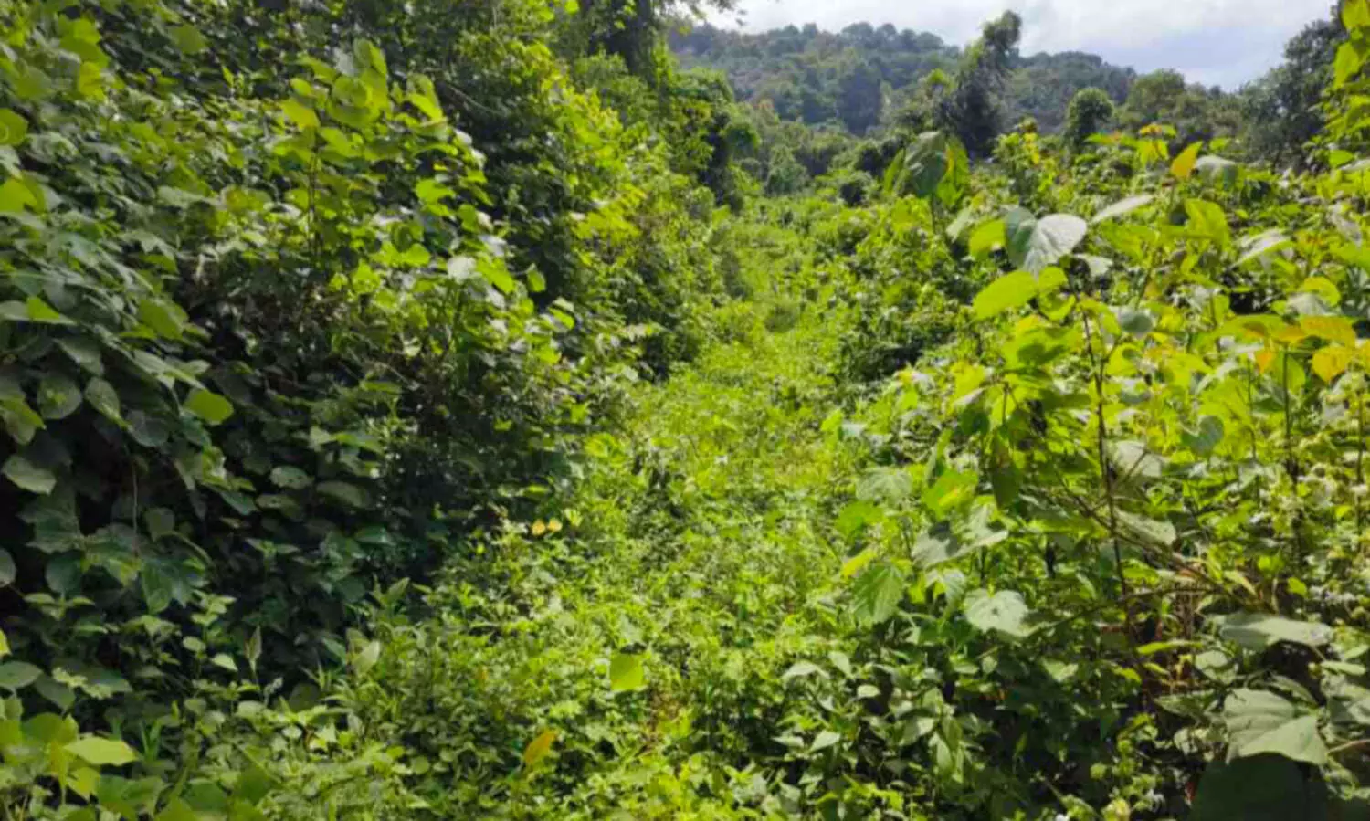 ആ​ന​ക​ൾ കാ​ട് കയറു​ന്നി​ല്ല; ച​ള​വ നിവാസികൾ​ക്ക് ഉ​റ​ക്ക​മി​ല്ലാ​ത്ത രാ​വു​ക​ൾ