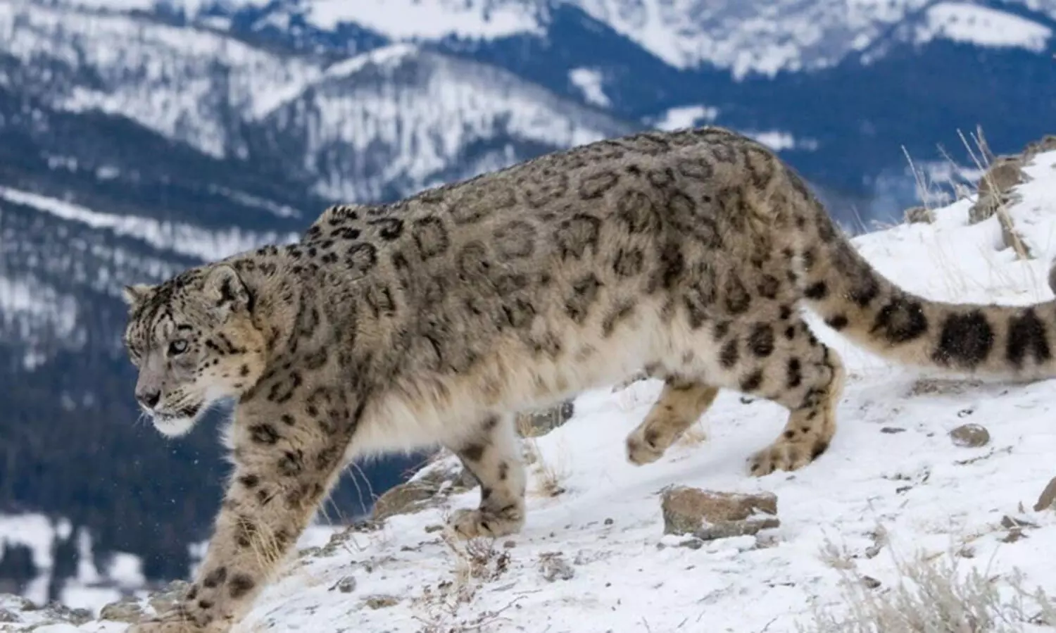 ഇന്ത്യയിൽ ഹിമപ്പുലികളുടെ എണ്ണത്തിൽ വർധന