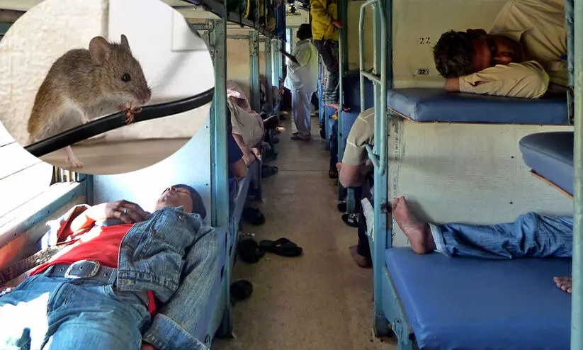 rat in train 987876