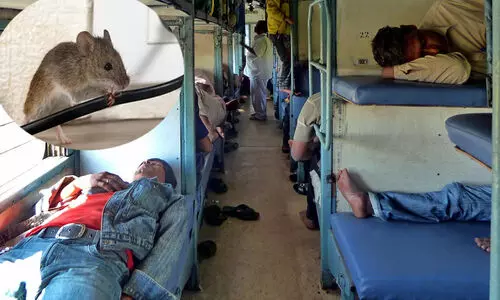 rat in train 987876