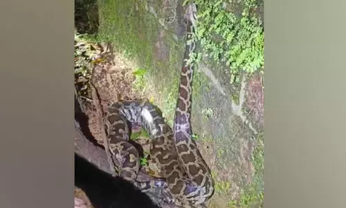 ചാ​ക്കി​ൽ കെ​ട്ടി​വെ​ച്ച പെ​രു​മ്പാ​മ്പ് മു​ങ്ങി; തി​ര​ച്ചി​ൽ വി​ഫ​ലം