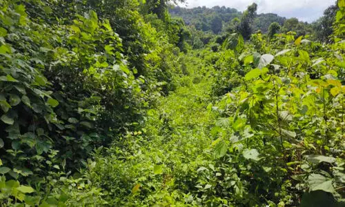 ആനകൾ കാട് കയറുന്നില്ല; ചളവ നിവാസികൾക്ക് ഉറക്കമില്ലാത്ത രാവുകൾ ആനകൾ കാട് കയറുന്നില്ല; ചളവ നിവാസികൾക്ക് ഉറക്കമില്ലാത്ത രാവുകൾ