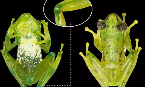 അപൂർവമൊയൊരു കണ്ടെത്തൽ; നീല അസ്ഥികളും പച്ച രക്തവുമുള്ള തവളയെ കണ്ടെത്തി