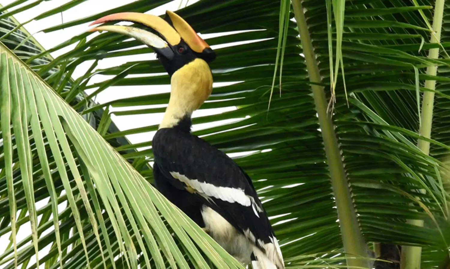 മലമുഴക്കി വേഴാമ്പൽ ഏഴിമലയുടെ തീരത്തും