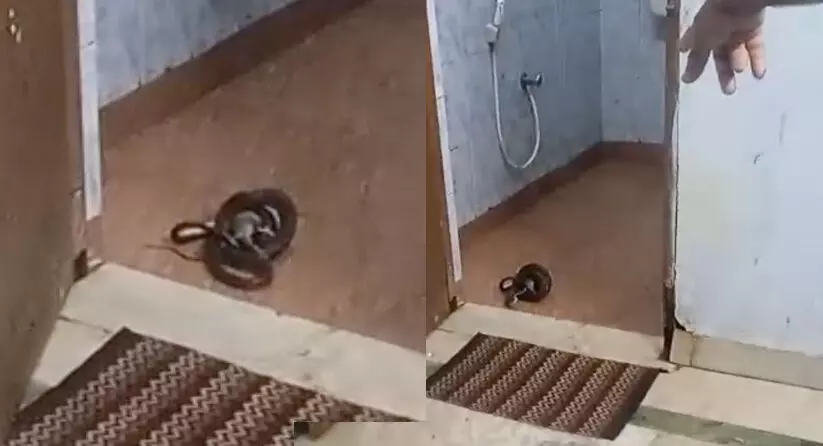 കണ്ണൂര്‍ മെഡിക്കൽ കോളജിലെ ശുചിമുറിയിൽ മൂർഖൻ